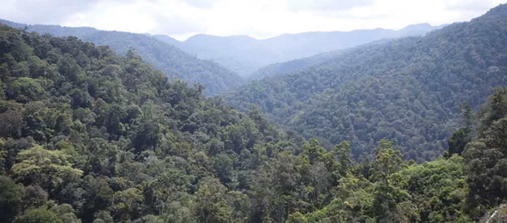 Vista de la selva tropical desde lo alto