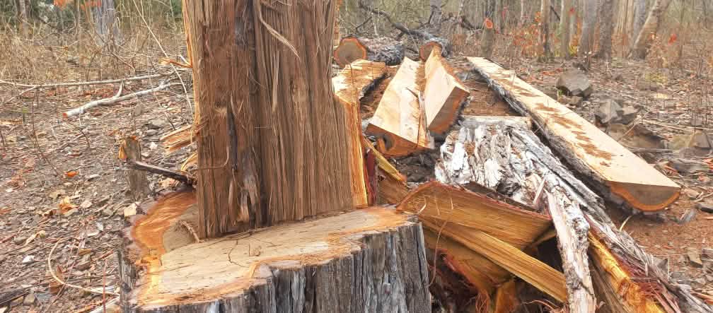 Junto a un árbol talado se ven tocones y tablas aserrados en el mismo bosque