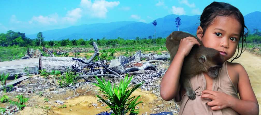 La palma arrasa con bosques y tierras donde cultivar alimentos