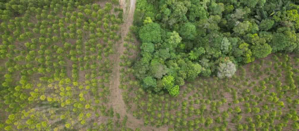 Las plantaciones de eucalipto de TPL están reduciendo la selva tropical