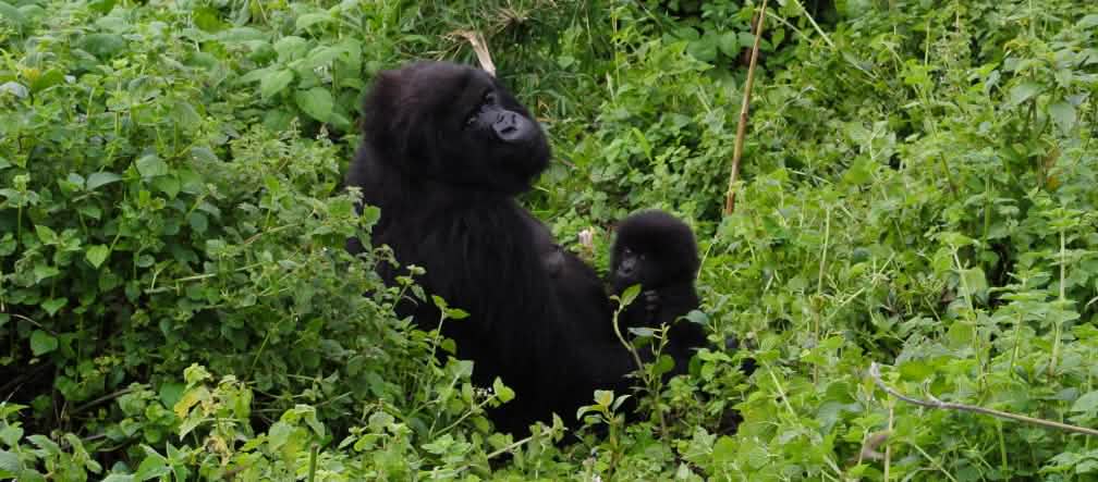 Gorila con su cría en el Parque Nacional de Virunga