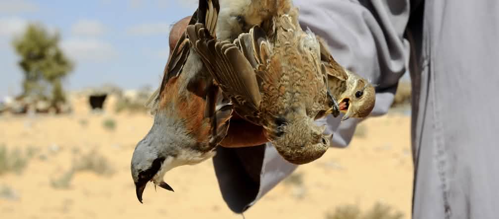Egipto, caza de aves