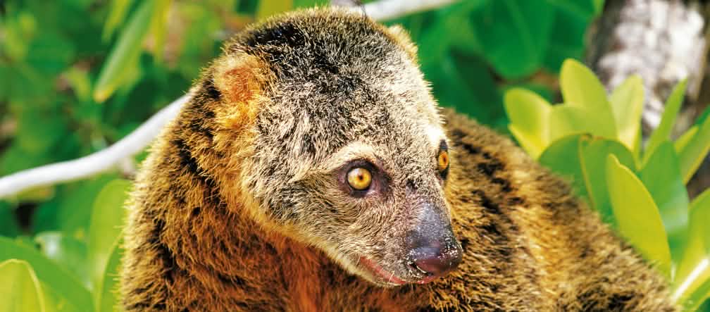 Especies animales como el ailorpus se encuentran amenazadas