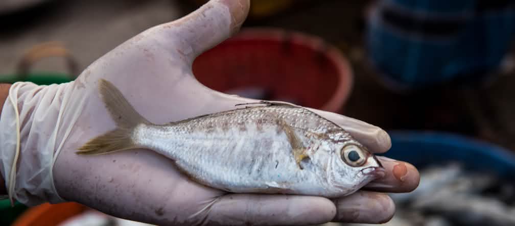 El pez whipfin silver-biddy (Gerres filamentosus)