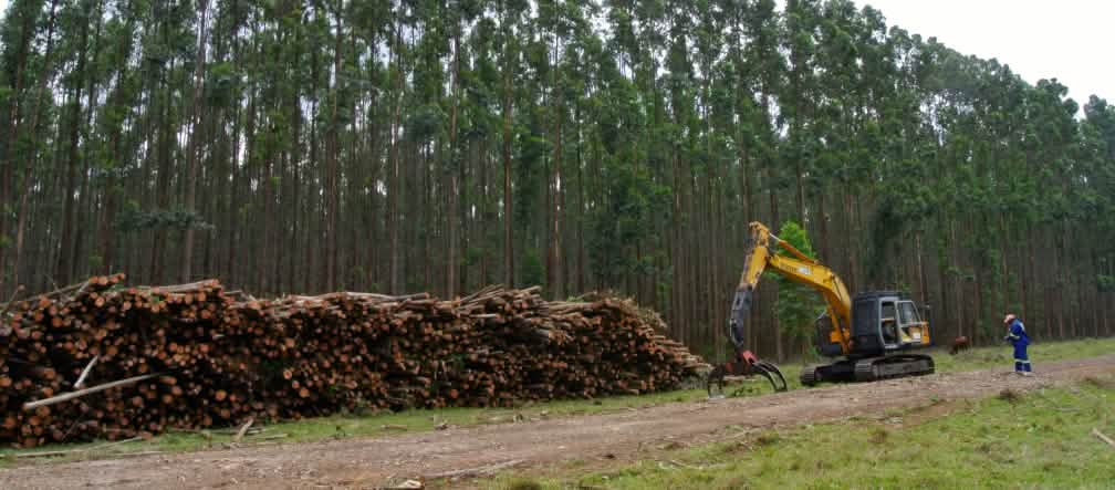 Definitivamente, esto no es un bosque Monocultivo en Sudáfrica