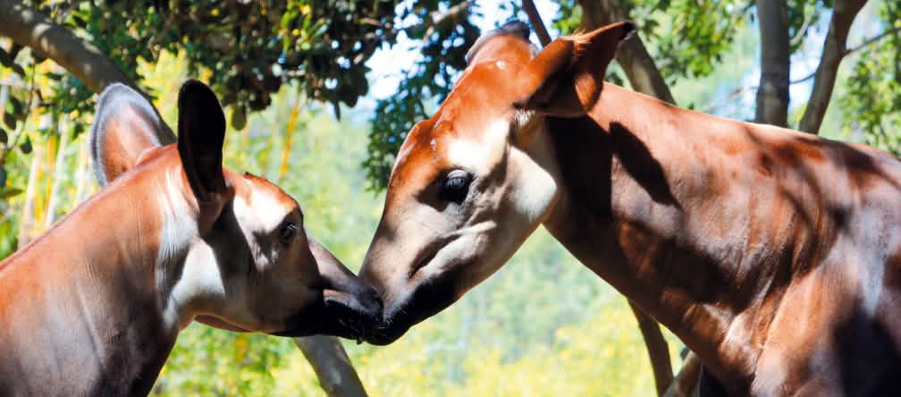 Dos okapis