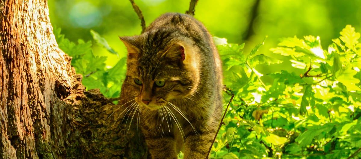 Gato montés europeo