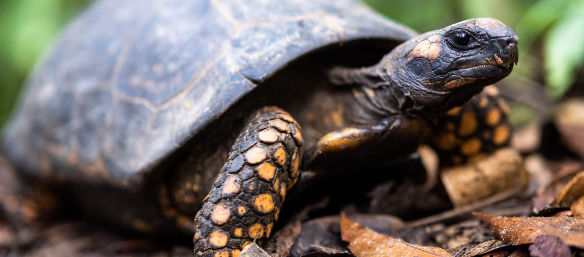 Tortuga de bosque (Chelonoidis denticulatus)