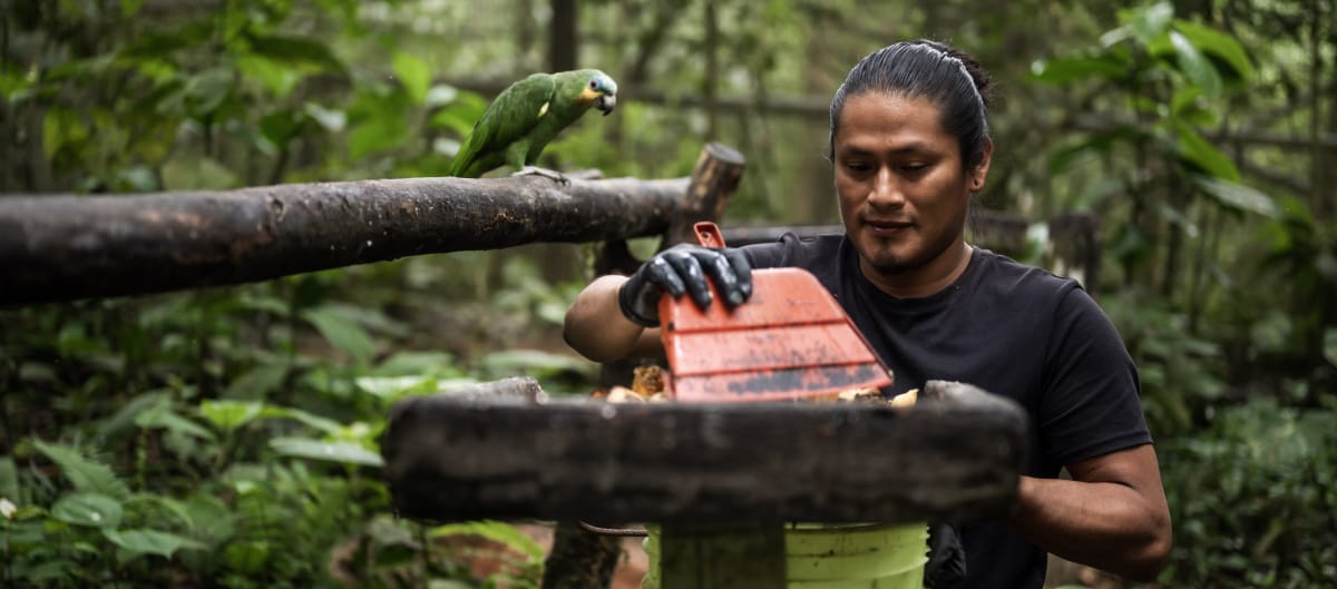 Un trabajador de AmaZoonico limpia un comedero para animales situado en una pequeña plataforma de madera en la selva tropical bajo la mirada de un loro verde