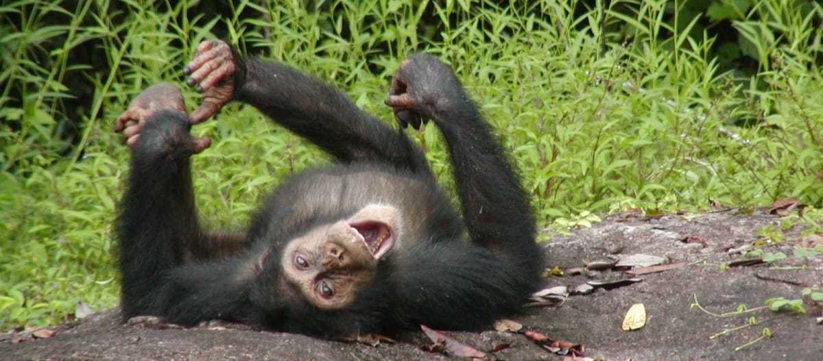 Chimpancé joven