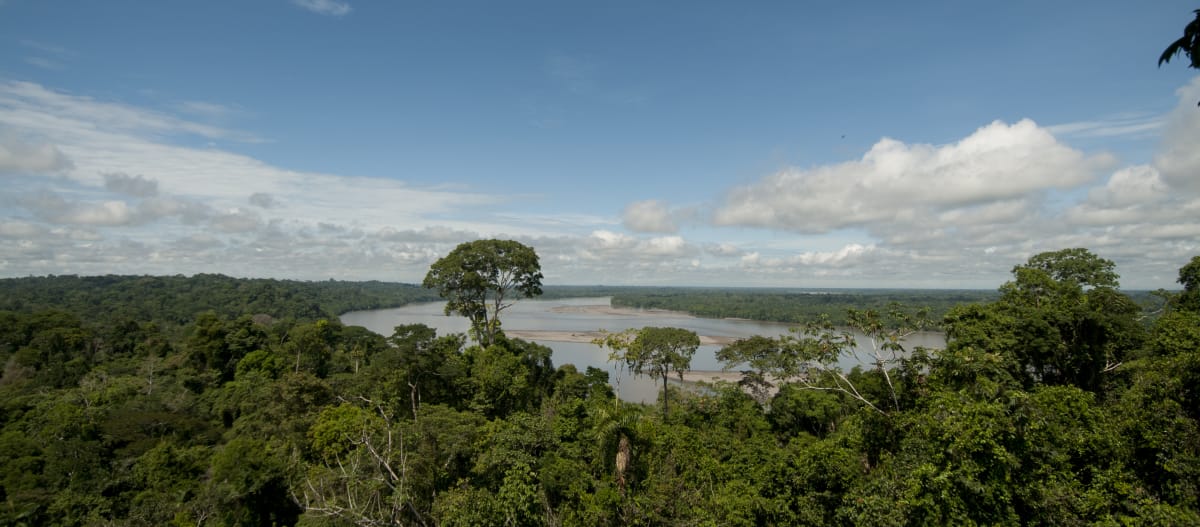 Vista elevada del bosque y río en el Parque Nacional Yasuní