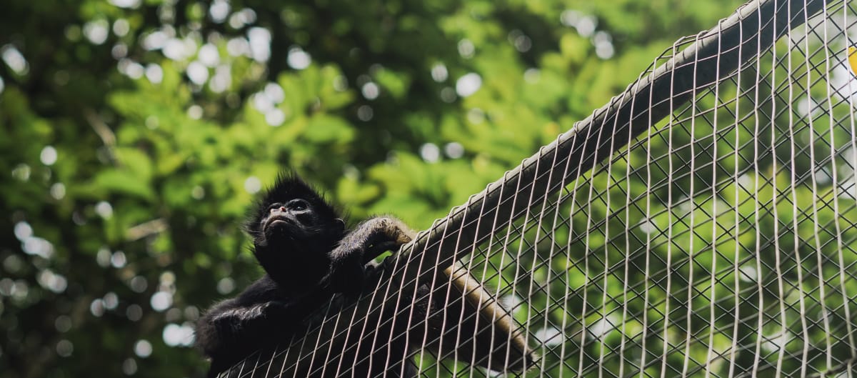 Un mono araña de frente blanca apoyado en la malla metálica del refugio en la selva tropical, observa el entorno