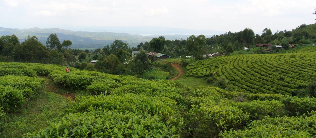 Comunidad Batwa y cultivo de té en el Parque Nacional de Kahuzi-Biega.