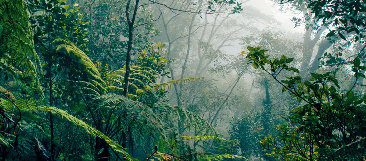 Selva tropical en Borneo