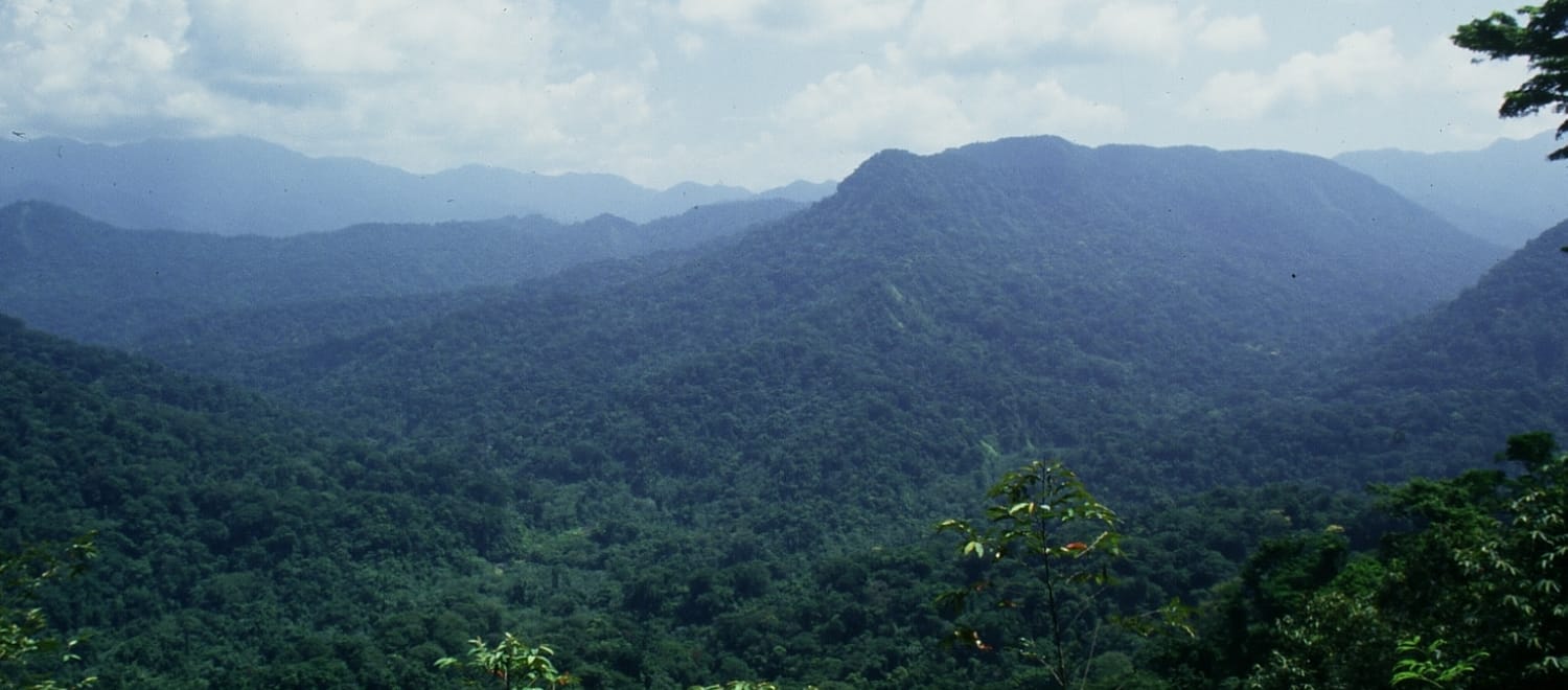 Bosque de los Chimalapas en México