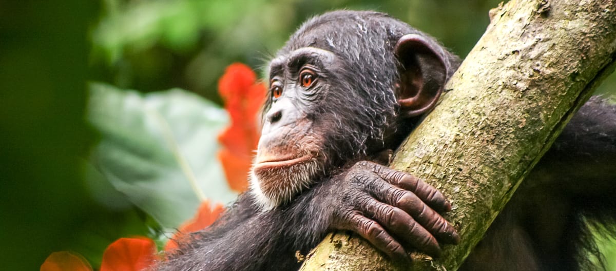 Chimpancé en Liberia