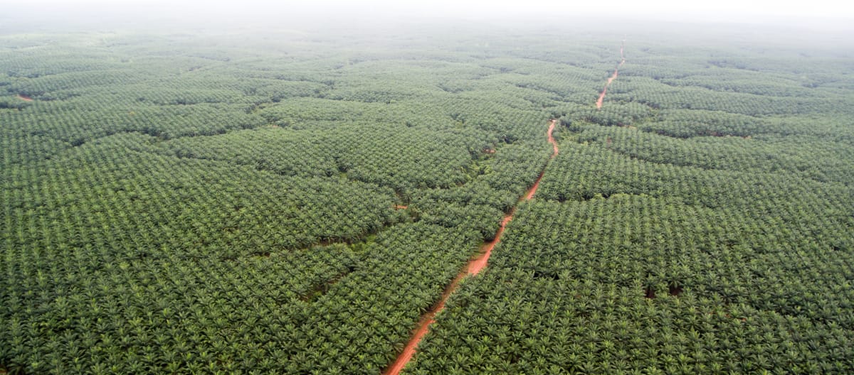 Vista aérea de las plantaciones de palma aceitera de Korindo, que se pierden en el horizonte