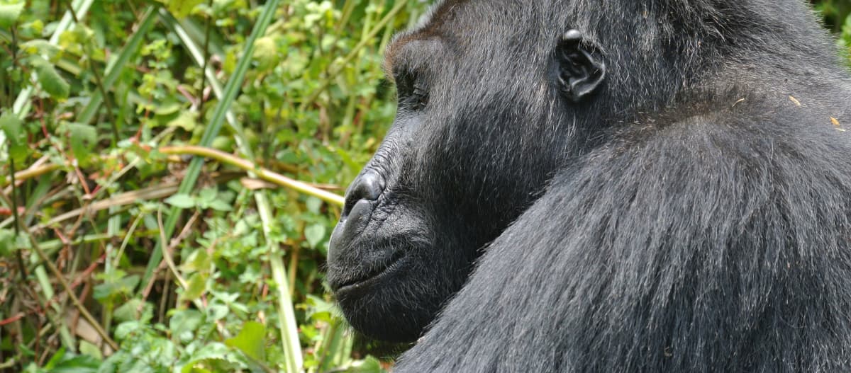 Primwe plano de un gorila oriental de llanura en el Parque Nacional de Kahuzi-Biega