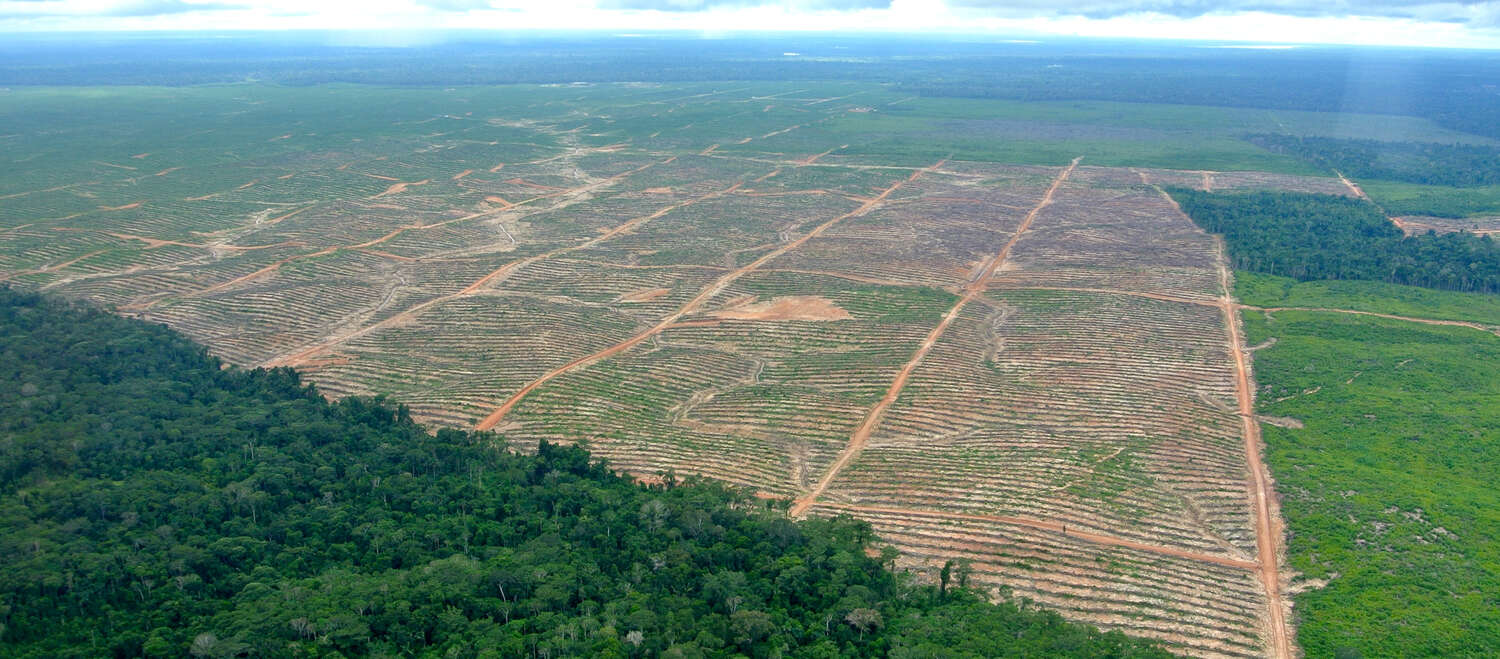 Vista aérea: tala de selva para plantación de palma de aceite en Perú