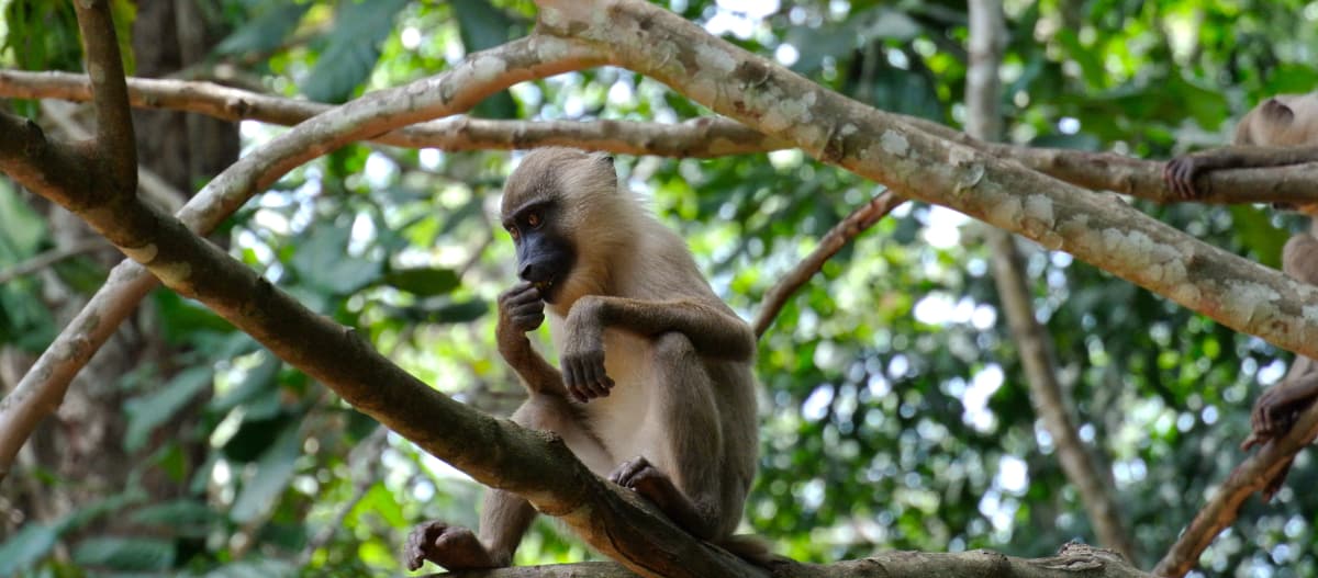 Un primate sentado sobre una rama