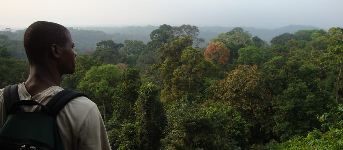 Selva tropical al sur del Parque Nacional de Korup, Camerún