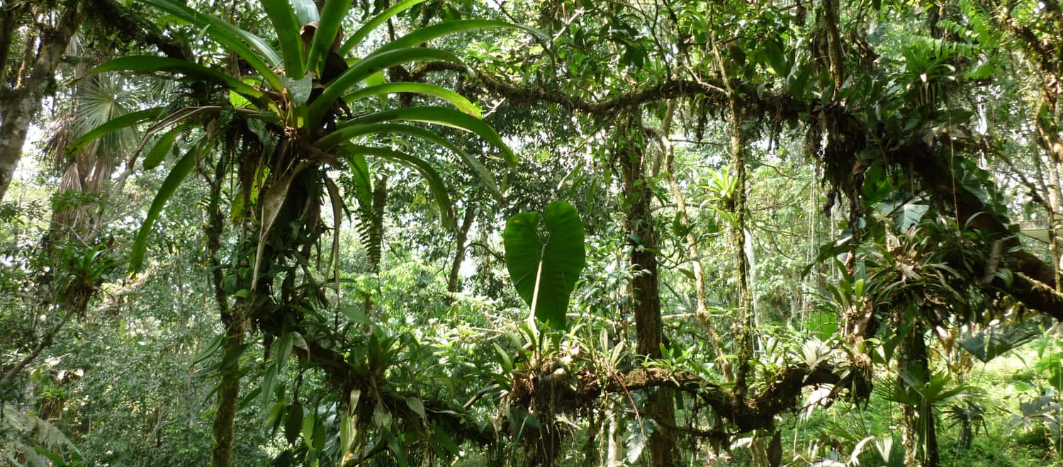 Epifitas en la selva ecuatoriana