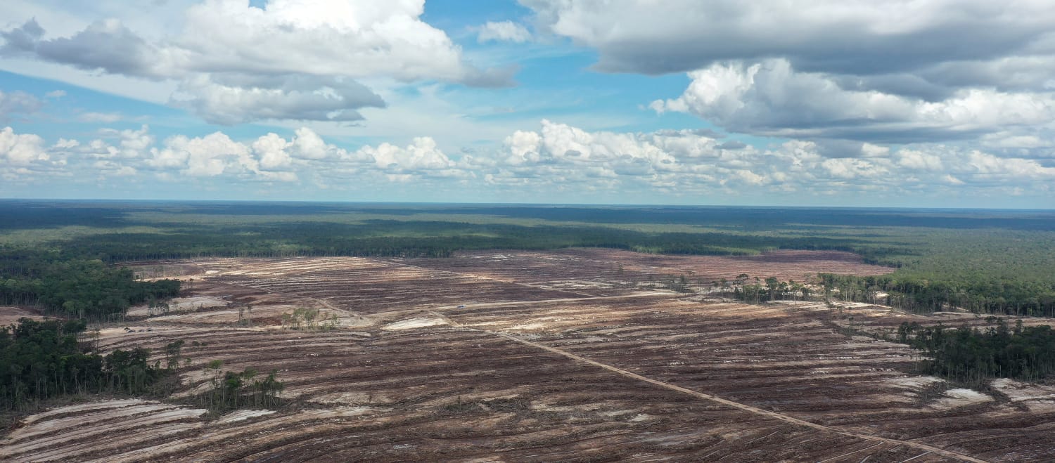 Destrucción de las selvas tropicales en Borneo