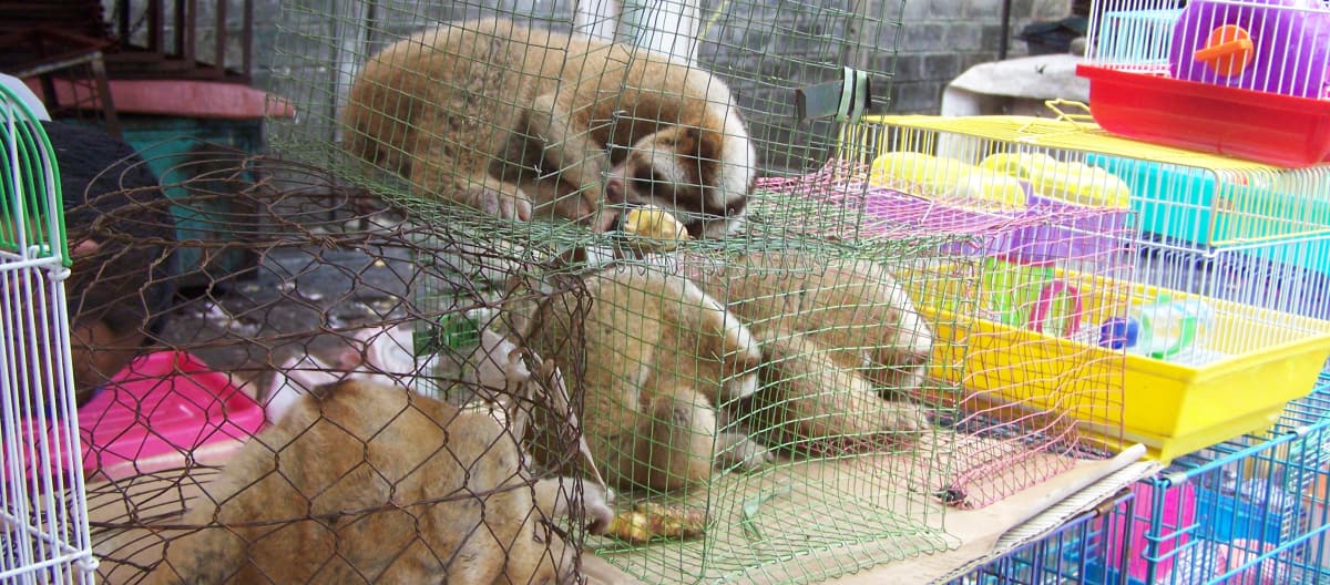 Loris en un mercado