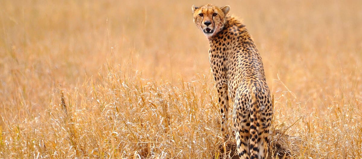 Guepardo en el Serengeti