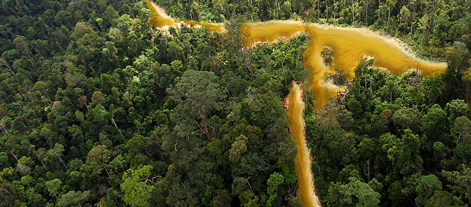 Selva en la Guayana francesa
