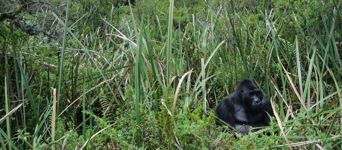 El gorila espalda plateada Bonané. Una cría de gorila sentado a la izquierda de la imagen.
