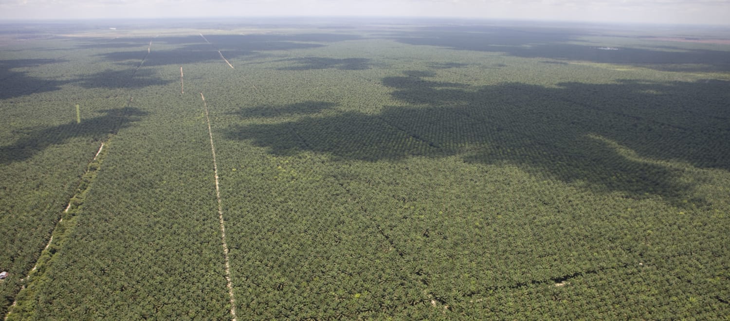 Vista aérea de plantaciones de aceite de palma