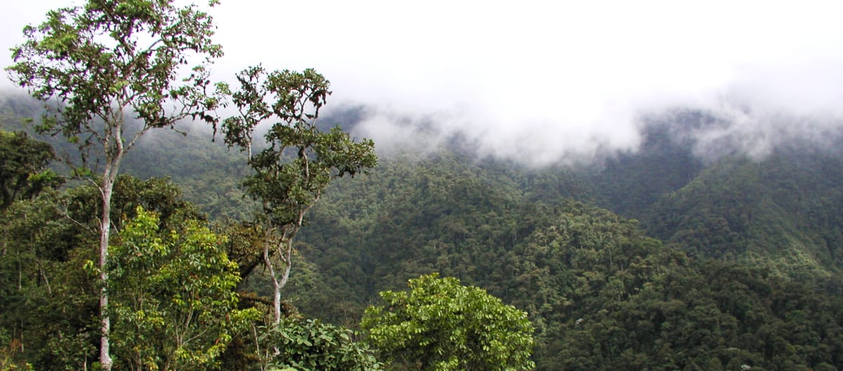 Bosque nublado de montaña en la región de Intag, norte de Ecuador. Vista de la vegetación.