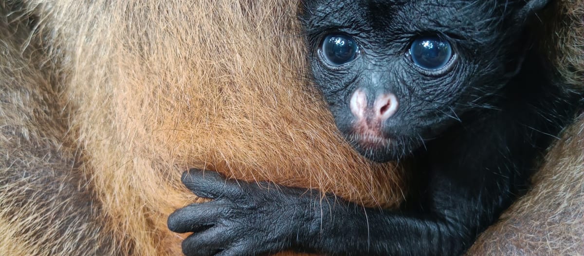 Una cría de mono araña de frente blanca asoma entre el pelaje de su madre