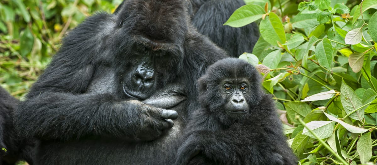 Gorila con su cría