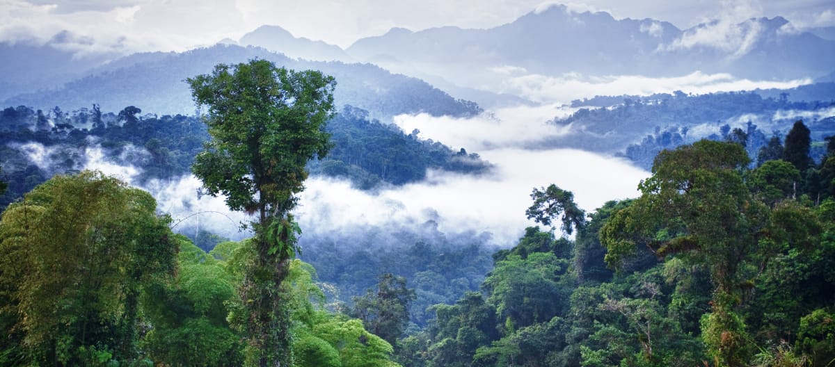 Bosque húmedo tropical de la montaña de Los Cedros, Ecuador