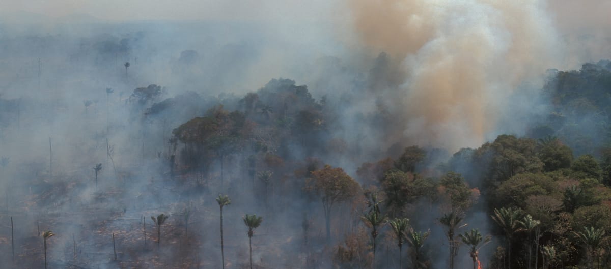 Vista aérea de una selva en llamas