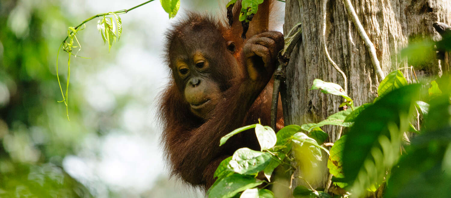 Orangután de Borneo