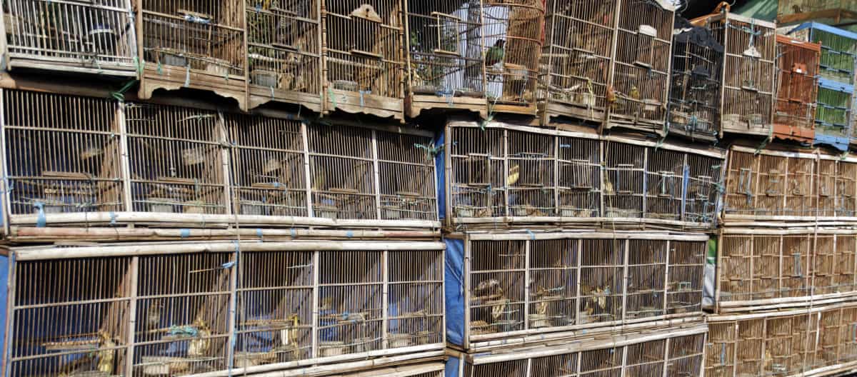 Filas de jaulas de aves en un mercado de aves en Yakarta