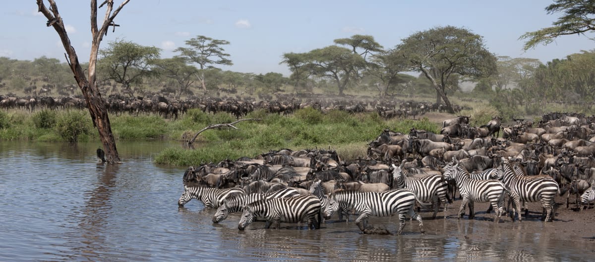 Cebras y ñus en el Parque Nacional del Serengeti, Tanzania