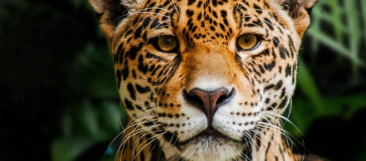 Jaguar, Nicaragua