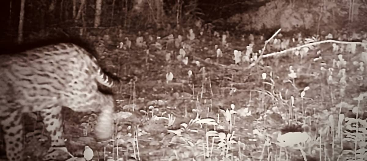 Un jaguar captado parcialmente por una cámara trampa en la selva, por la noche