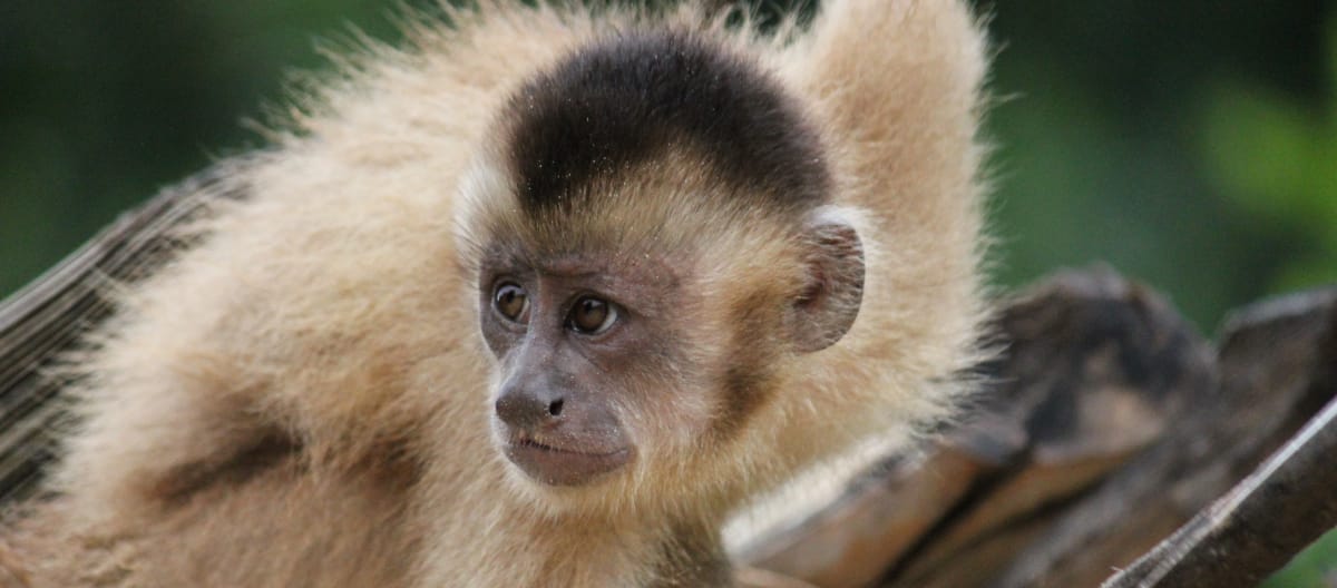 Mono capuchino ka'apori
