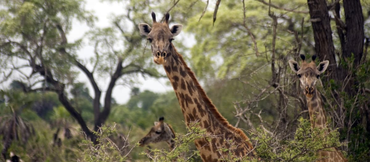 Girafas Masaai en la Reserva de Caza de Selous