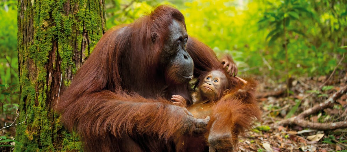 Orangután con su cría