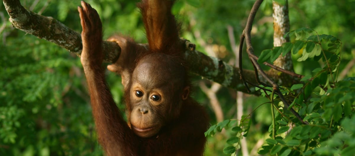 Bebé orangután en la selva tropical