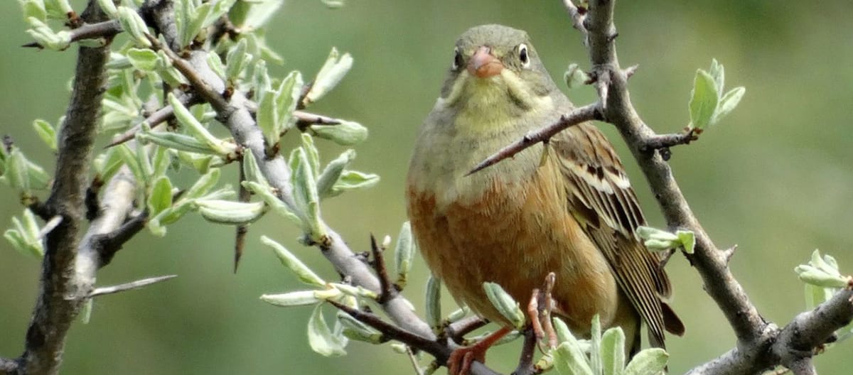 Escribano hortelano, ave paseriforme (Emberiza hortulana)