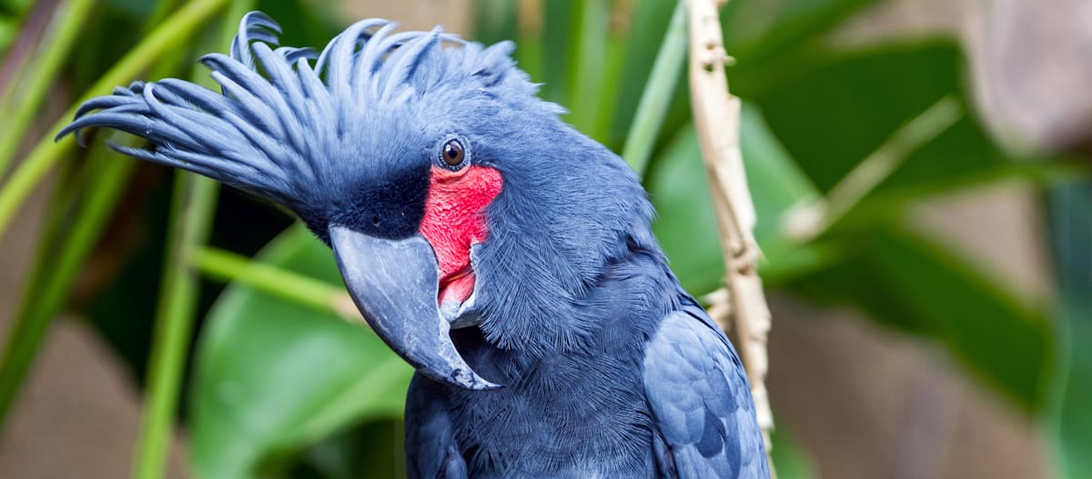 Cacatúa palmera en libertad