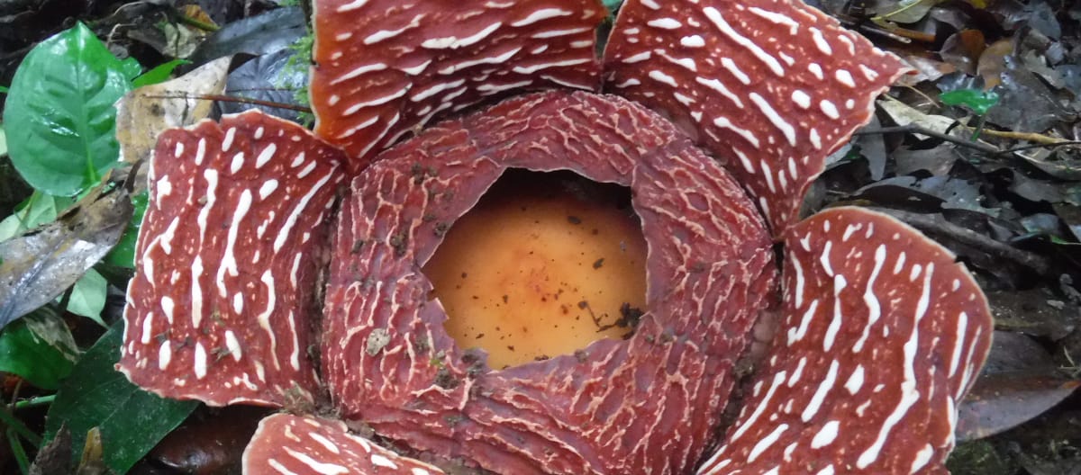 Flor de rafflesia, la flor más grande del mundo, en primer plano