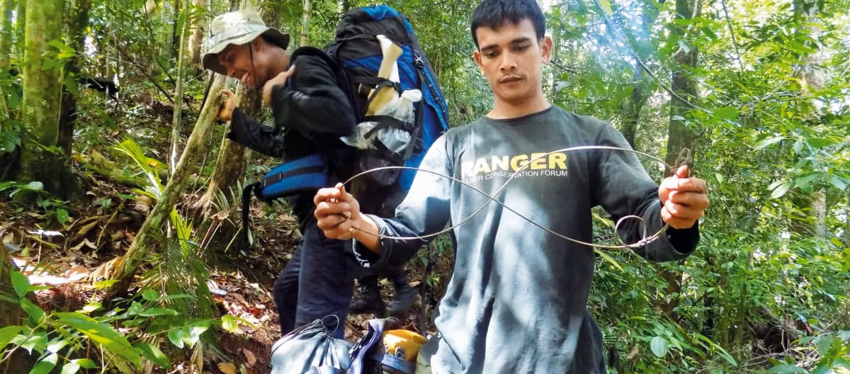 Guardabosques desarmando una trampa para animales, para evitar que caigan y se hagan daño